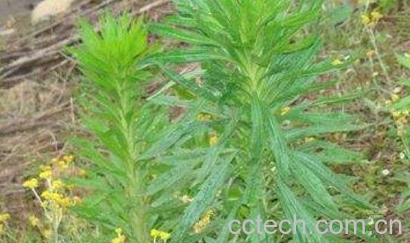 小蓬草的功效与作用-1