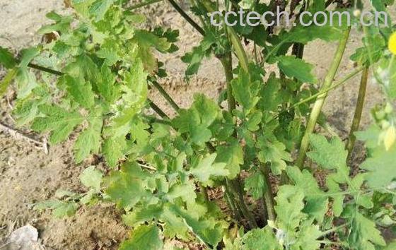 白屈菜的功效与作用 白屈菜的副作用-0