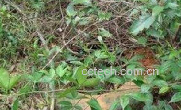 白屈菜的功效与作用 白屈菜的副作用-1