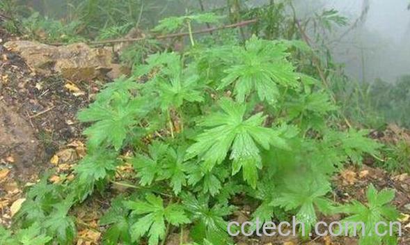 鼠掌老鹳草的功效与作用及药用价值-1