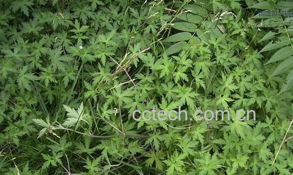 鼠掌老鹳草的功效与作用及药用价值-0