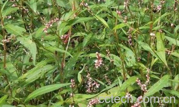 了子草的功效与作用及药用价值-0