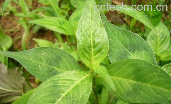 了子草的功效与作用及药用价值-1