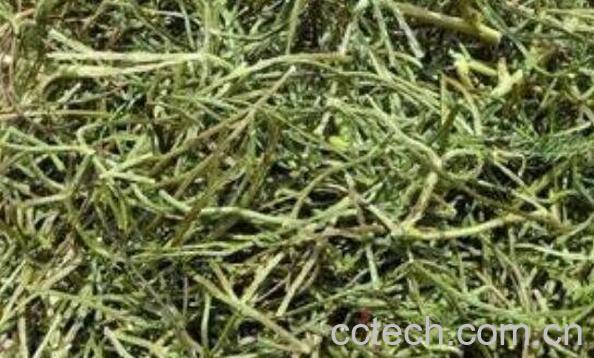 丁葵草的功效与作用及药用价值-0