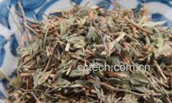 丁葵草的功效与作用及药用价值-1