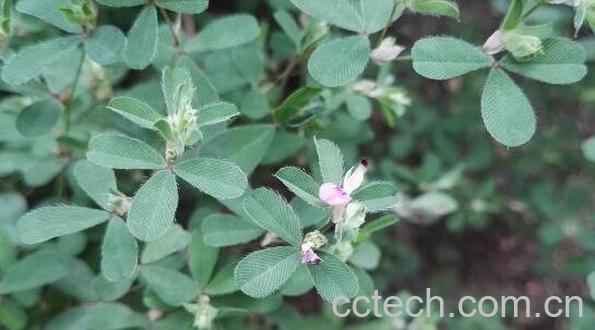 鸡眼草的功效与作用及食用方法-1