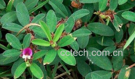 鸡眼草的功效与作用及食用方法-0