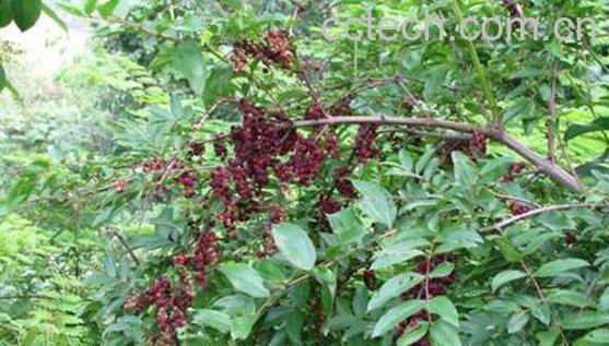  马桑叶的功效和作用以及药用价值-1