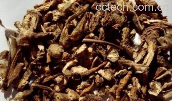 白头翁的功效与作用及药用价值-0