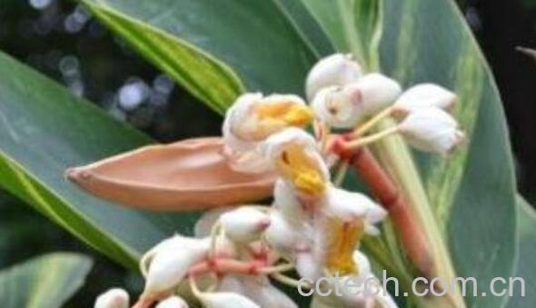 白头翁的功效与作用及药用价值-1