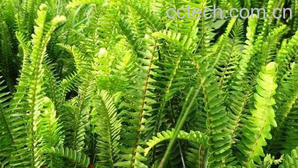 铁线草的功效与作用及药用价值-0