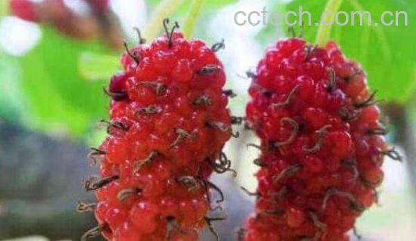 马桑果的功效与作用及药用价值-1