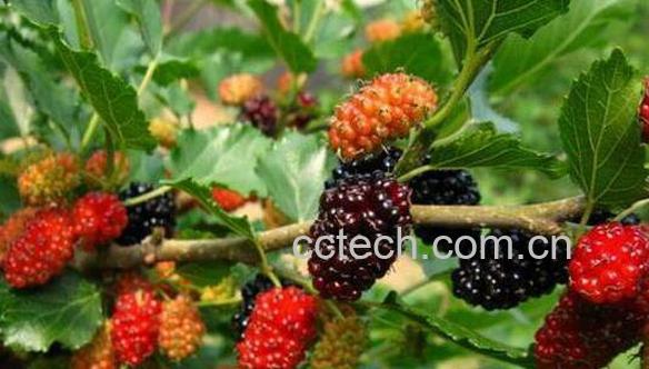 马桑果的功效与作用及药用价值-0