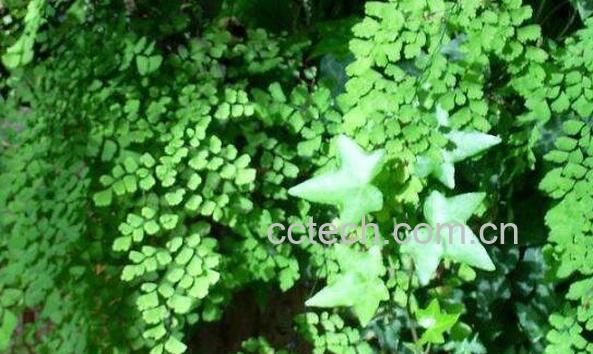 铁线草的功效与作用及药用价值-1