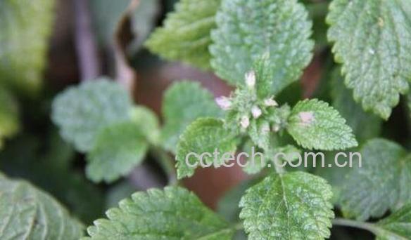 野苦草的功效与作用及药用价值-0