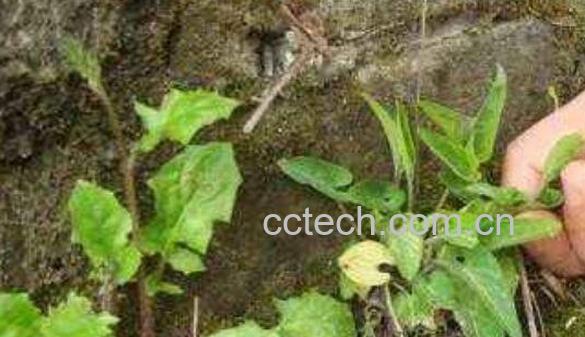 华兜草的作用与功效-0