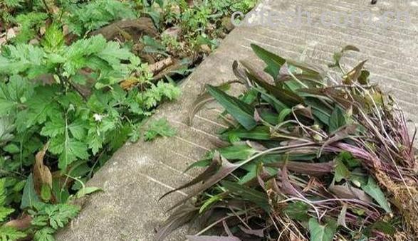 华兜草的作用与功效-1