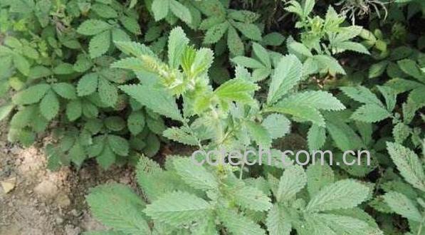 龙芽草的功效与作用-0