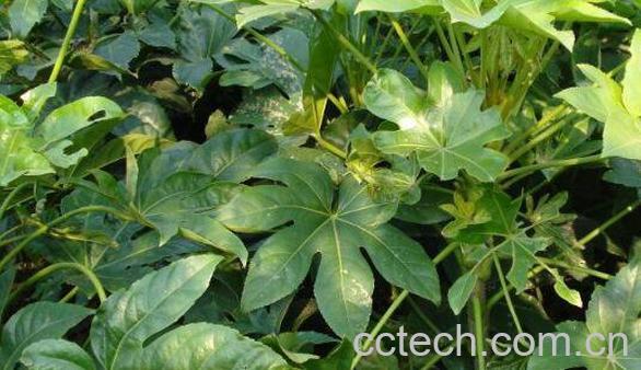 野苦草的功效与作用及药用价值-1