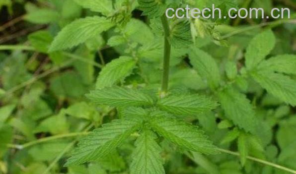 龙芽草的功效与作用-1