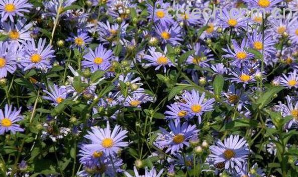 紫菀的功效与作用 紫菀的副作用-0