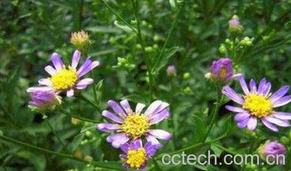 紫菀的功效与作用 紫菀的副作用-1