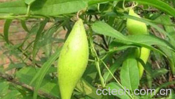 地梢瓜的功效与作用 地梢瓜图片-1