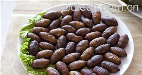 蚕蛹的营养价值 吃蚕蛹有哪些好处-0