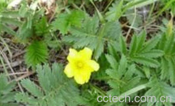 翻白草的功效与作用及药用价值-0