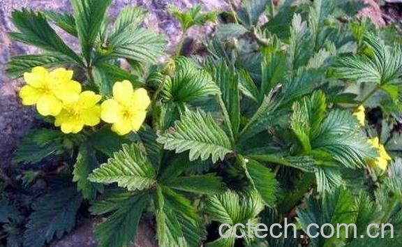 翻白草的功效与作用及药用价值-1