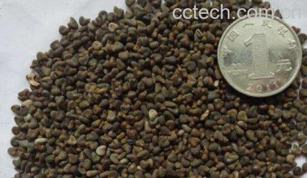 苋菜籽的功效与作用-1