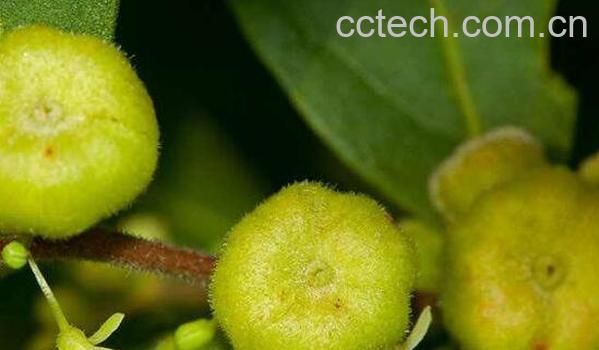 算盘子的功效与作用及药用价值-1