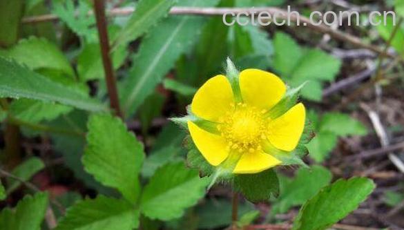 委陵菜的功效与作用 委陵菜的食用禁忌-0