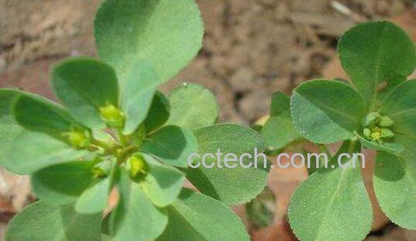 附地菜的功效与作用 附地菜的食用禁忌-0