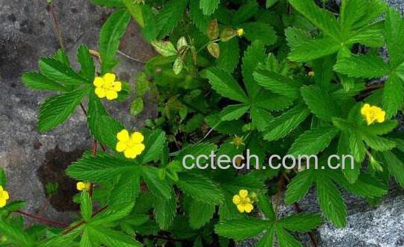 委陵菜的功效与作用 委陵菜的食用禁忌-1