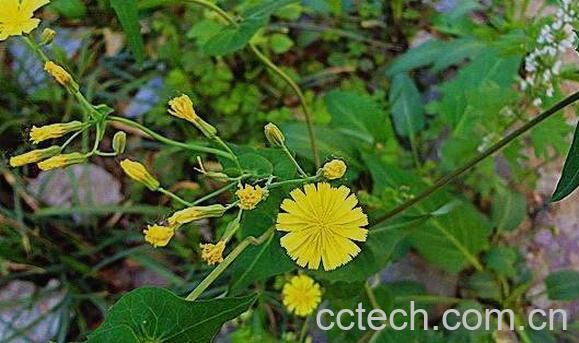 苦荬菜的功效与作用 苦荬菜怎么吃-0