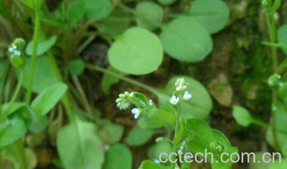 附地菜的功效与作用 附地菜的食用禁忌-1