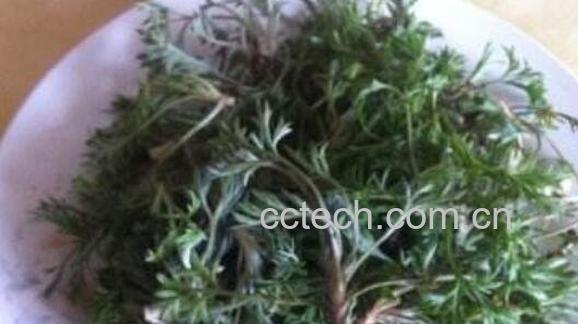  中药青蒿的功效与作用-0