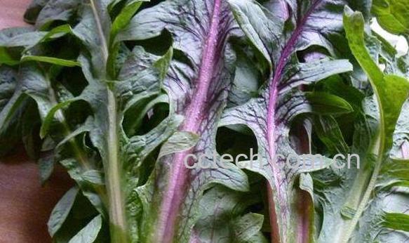 苦荬菜的功效与作用 苦荬菜怎么吃-1