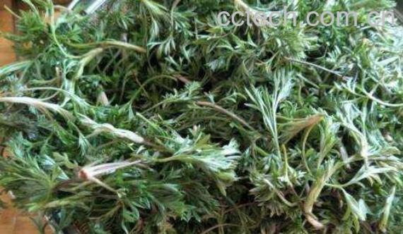 茵陈蒿的功效与作用 茵陈蒿的副作用-1