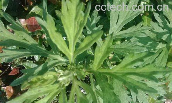 茵陈蒿的功效与作用 茵陈蒿的副作用-0