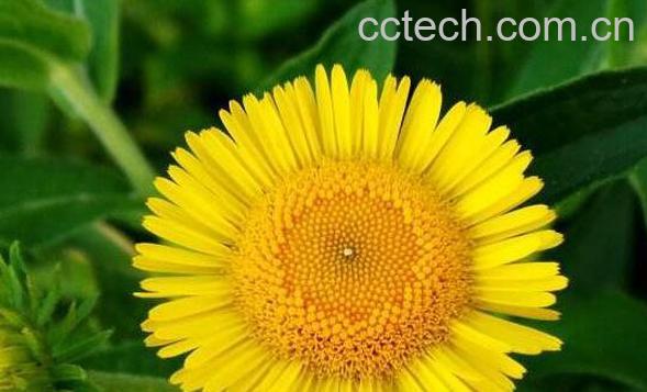 旋覆花的功效与作用及禁忌-1