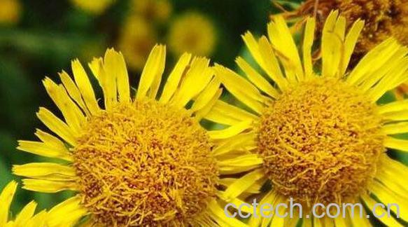 旋覆花的功效与作用及禁忌-0