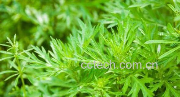 黄花蒿的功效与作用及药用价值-0