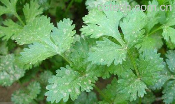 黄花蒿的功效与作用及药用价值-1