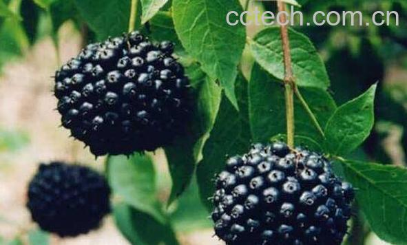  刺五加的功效与作用 刺五加的副作用-0