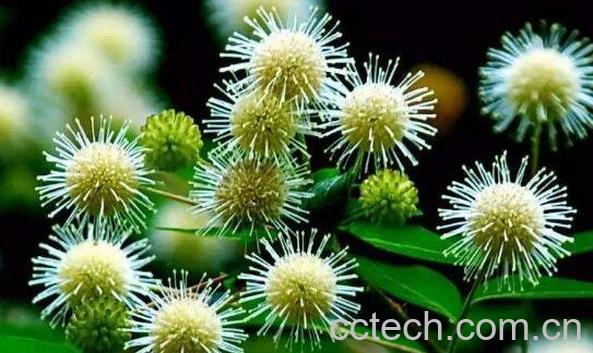 水杨梅盆栽如何种 水杨梅的种植方法-0