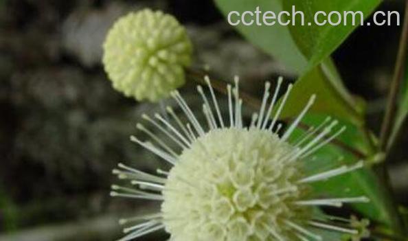 水杨梅盆栽如何种 水杨梅的种植方法-1