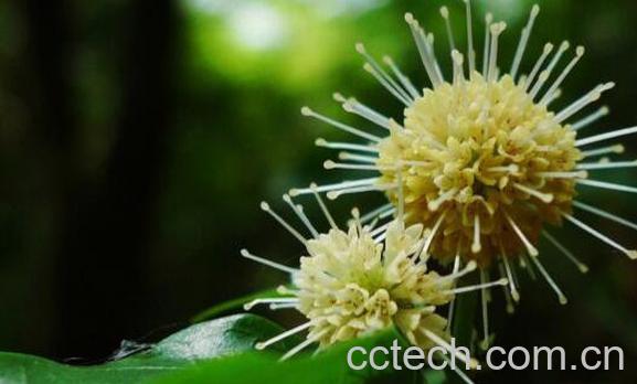 水杨梅的功效与作用及食用方法-1