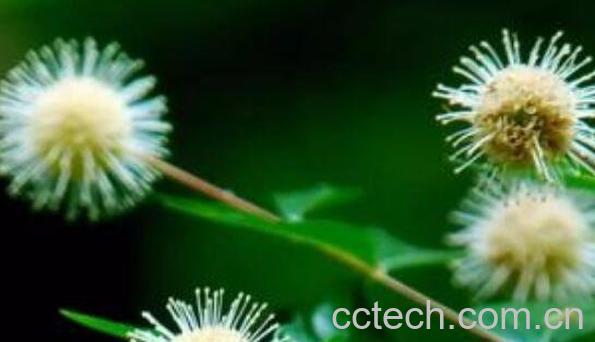 水杨梅的功效与作用及食用方法-0